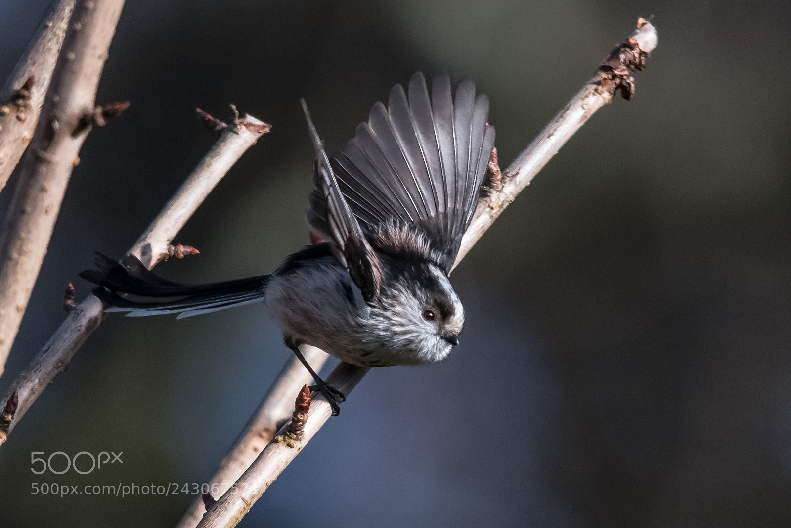 Nikon D850 sample photo. Long tailed tit take photography