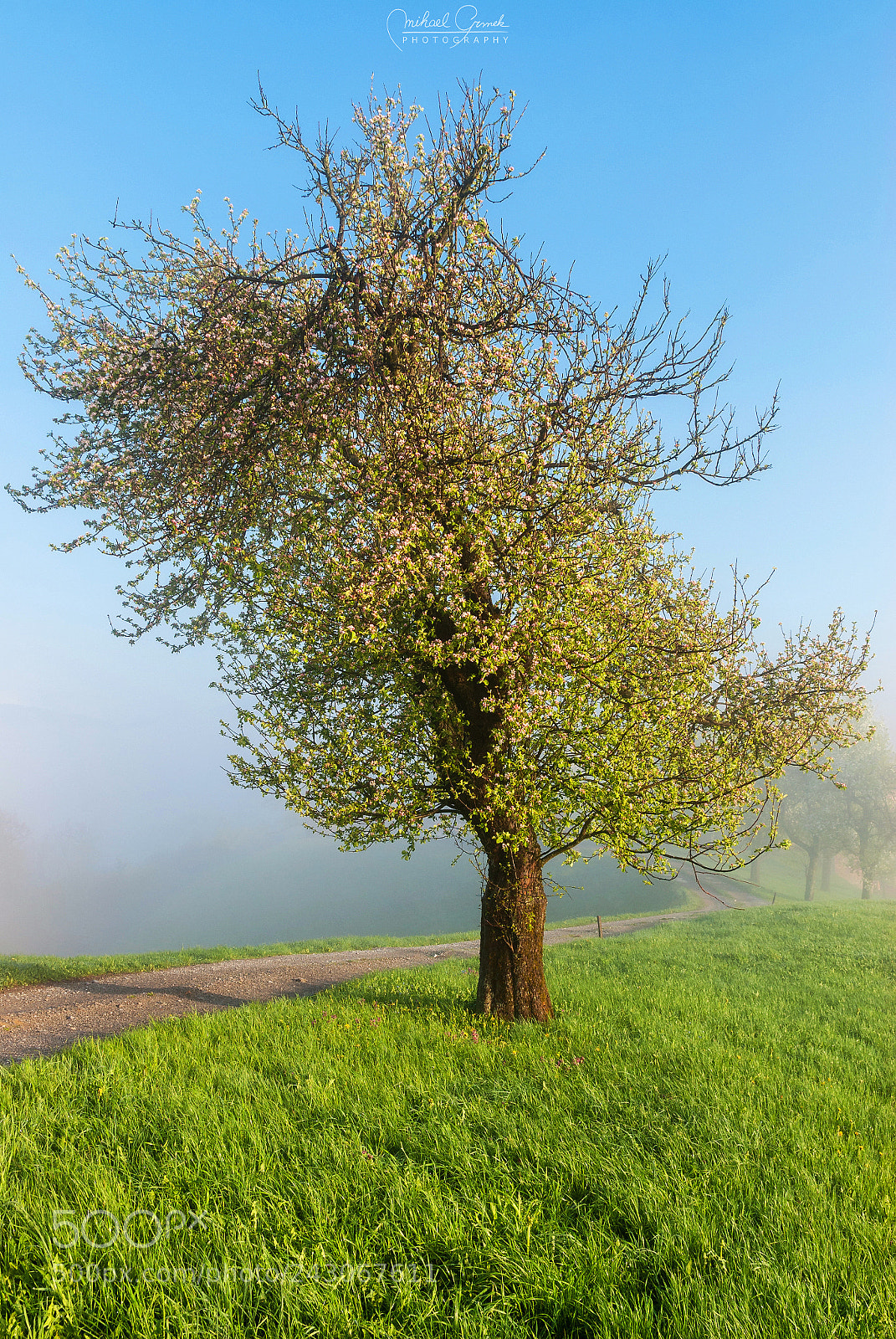 Nikon D200 sample photo. Lonely tree photography