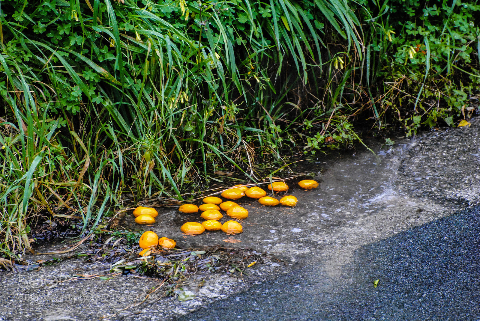 Nikon D3000 sample photo. Fruits pool photography