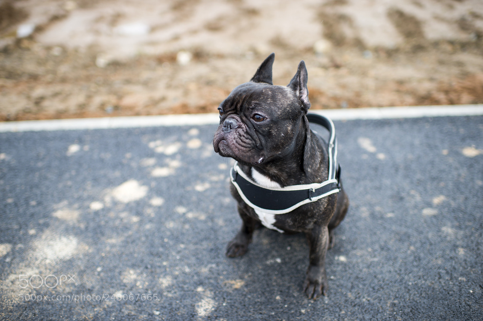 Nikon Df sample photo. True winter from mud photography
