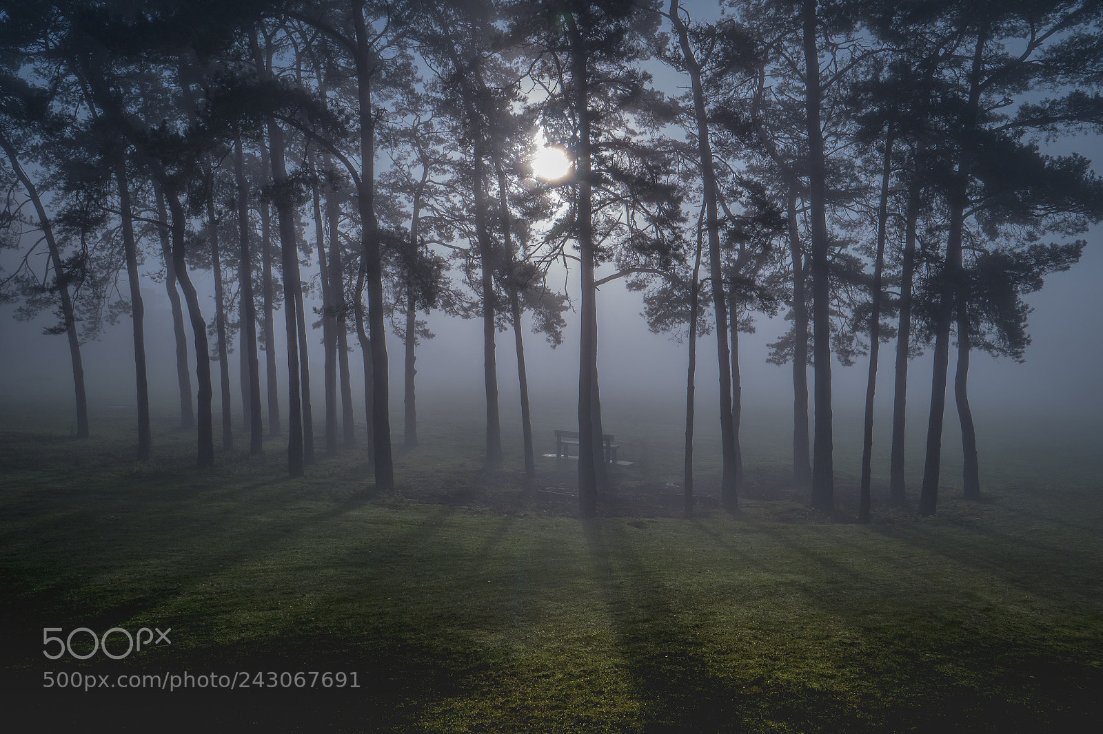 Panasonic Lumix DC-GH5 sample photo. Mist through the trees photography