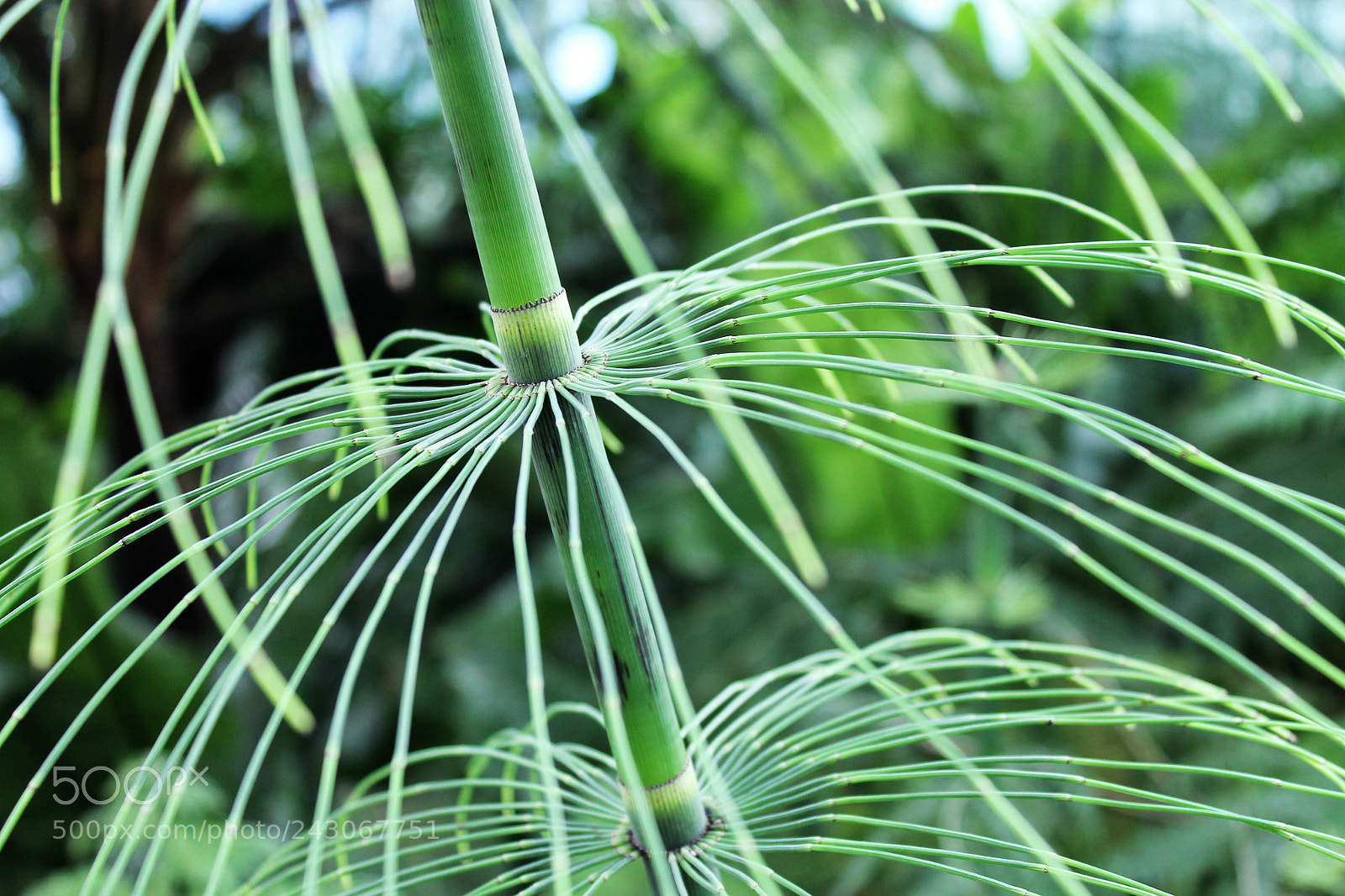 Canon EOS 1100D (EOS Rebel T3 / EOS Kiss X50) sample photo. Plant photography