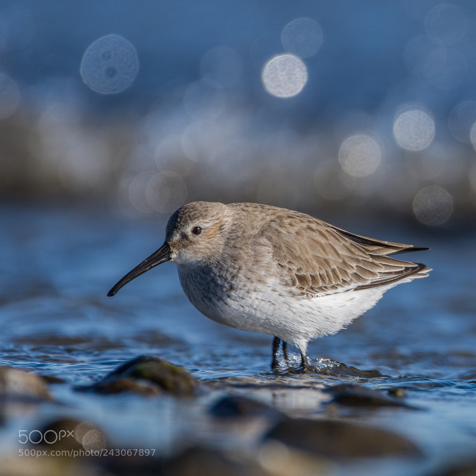 Nikon D7200 sample photo. Dunlin photography