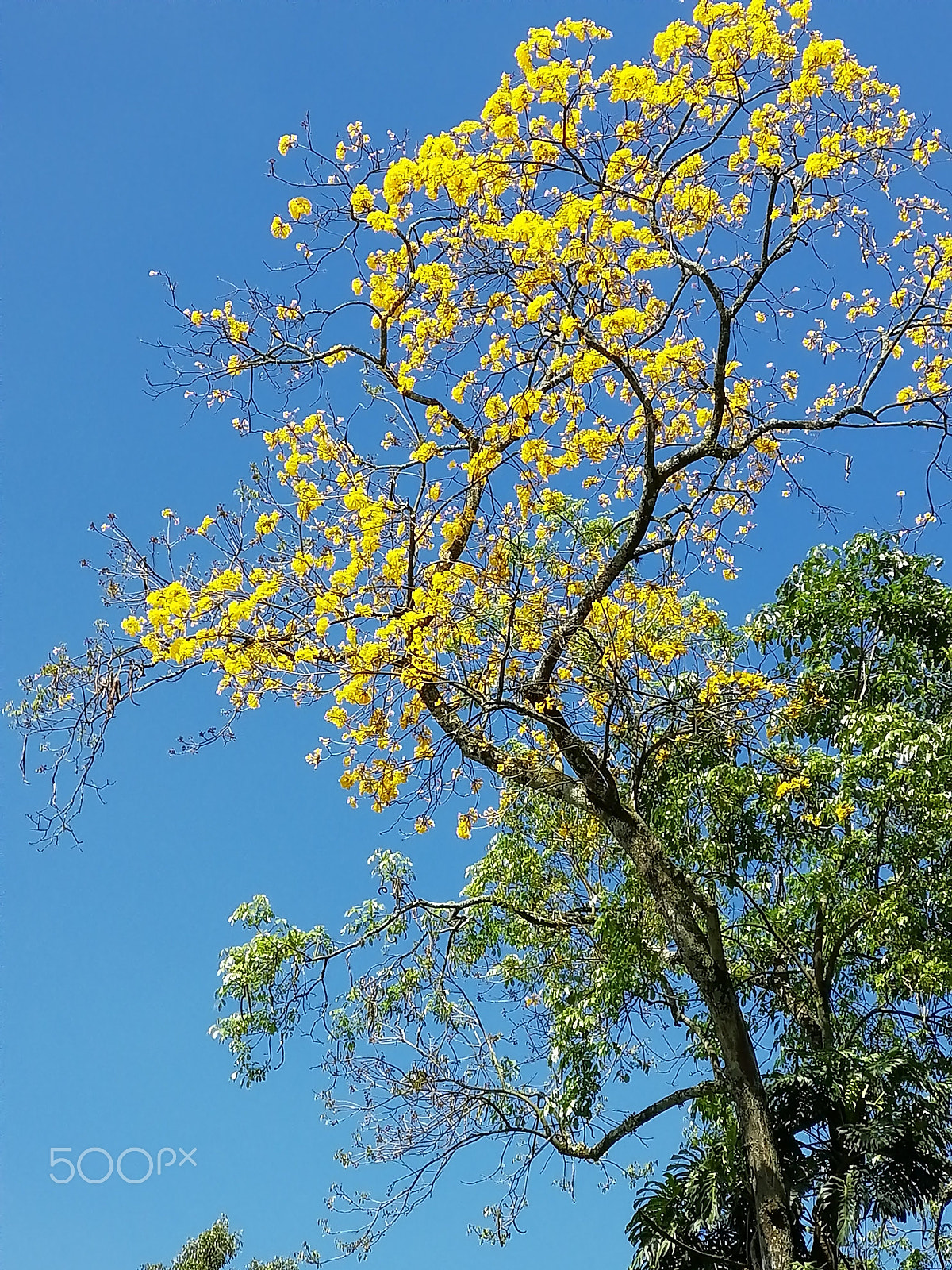 HUAWEI nova 2 Plus sample photo. Guayacán ante un día de sol photography
