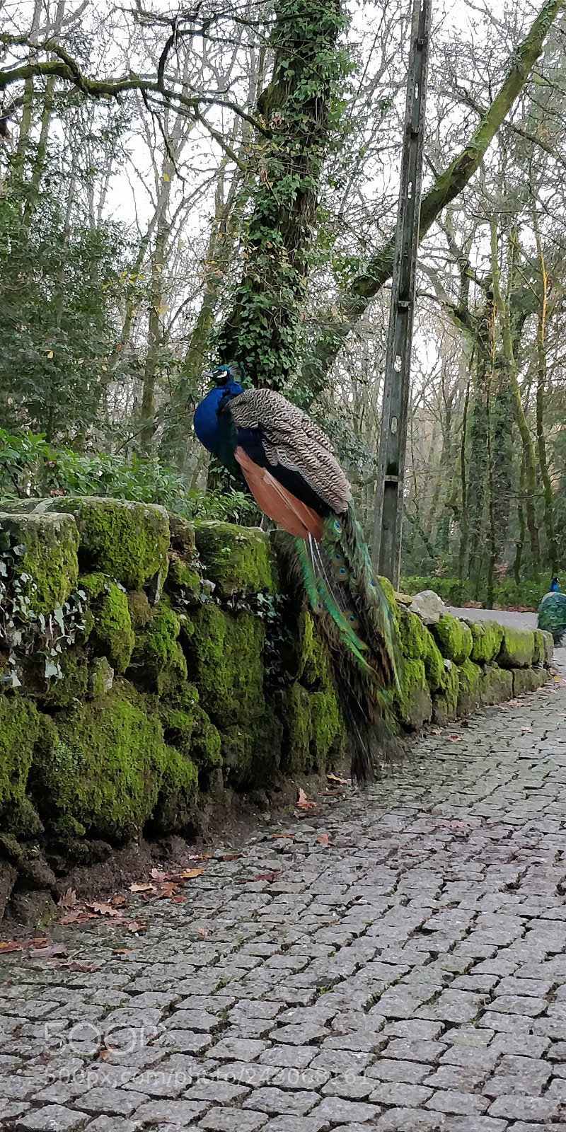 OnePlus 5T sample photo. Free peafowl photography
