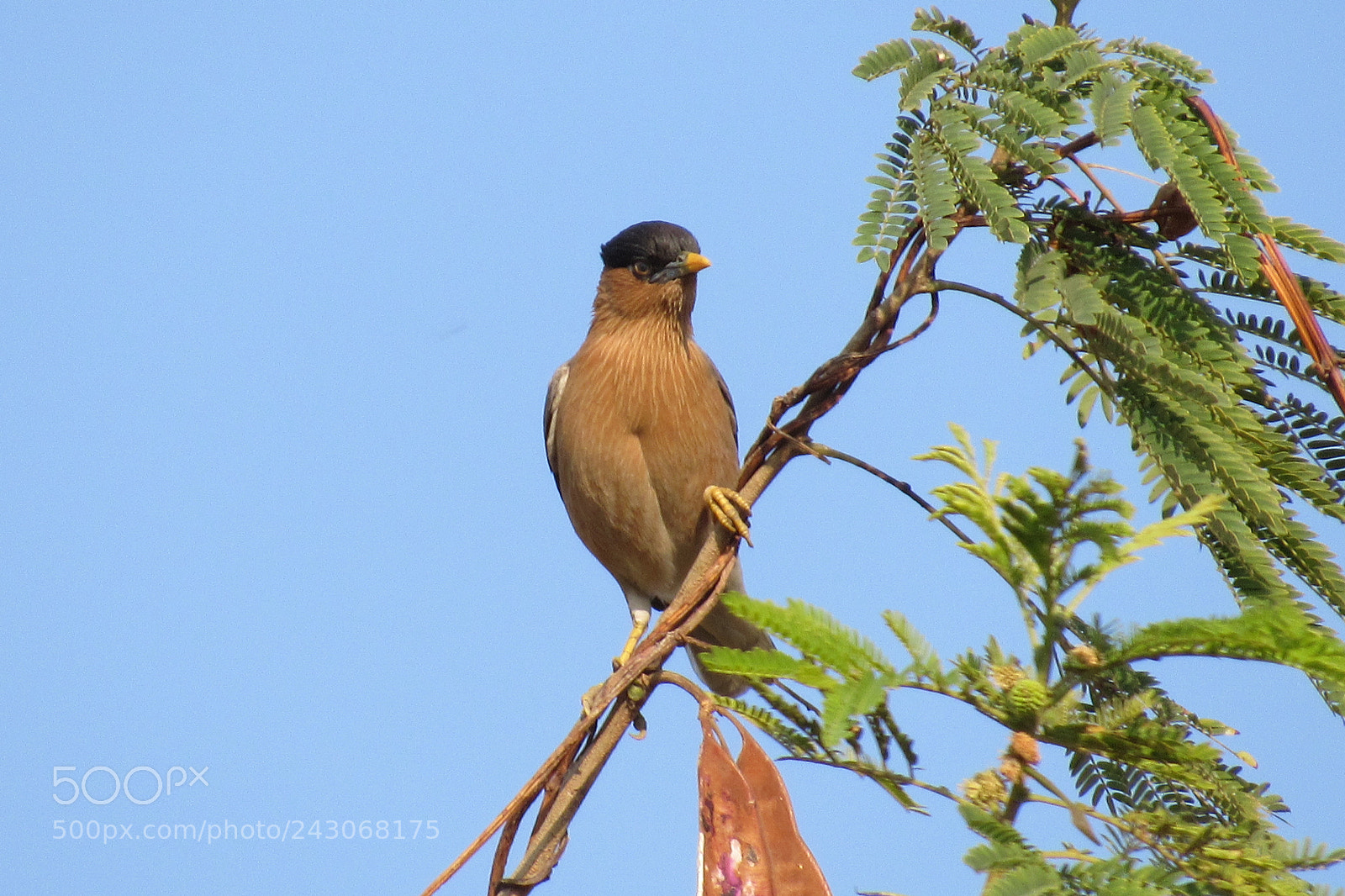 Canon PowerShot SX520 HS sample photo. King of bird photography