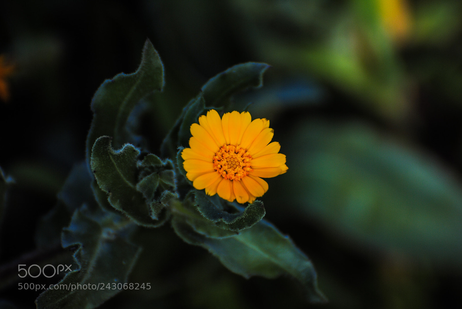 Nikon D3000 sample photo. Calendula photography