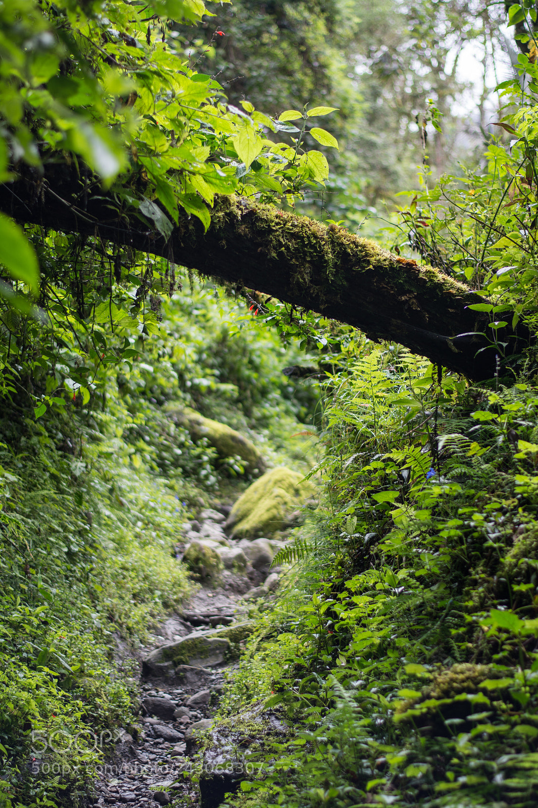 Nikon D7100 sample photo. Forest path photography