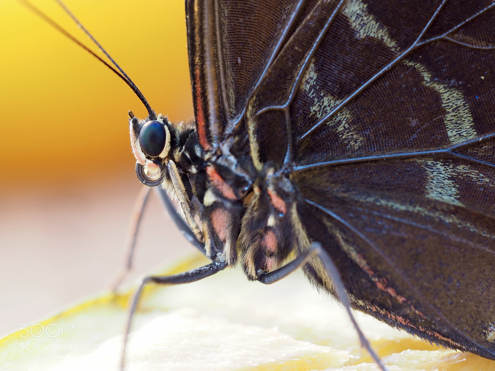 Olympus OM-D E-M10 II sample photo. Morpho peleides photography