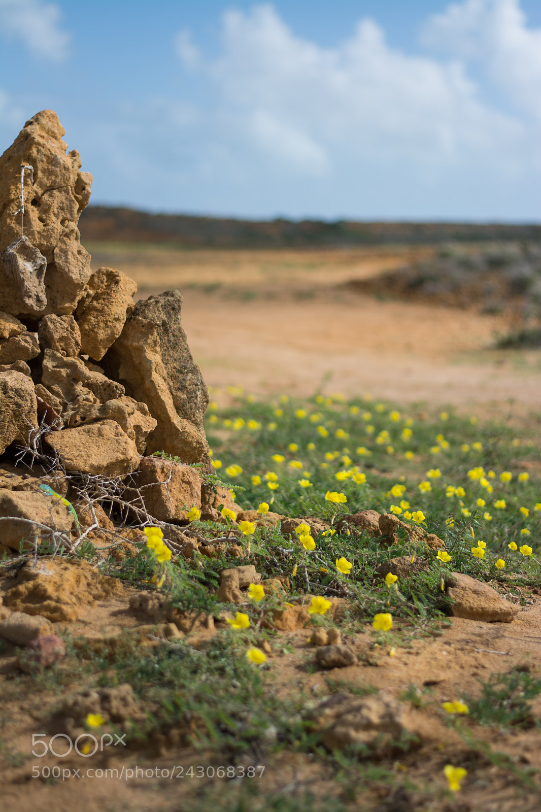 Nikon D7100 sample photo. Yellow flowers over sand photography