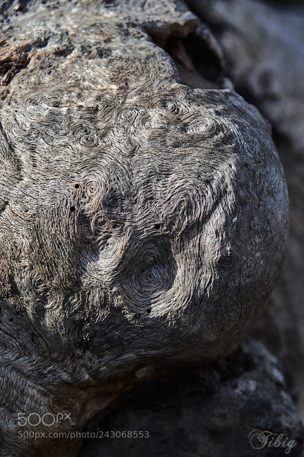 Nikon D500 sample photo. Eyes photography
