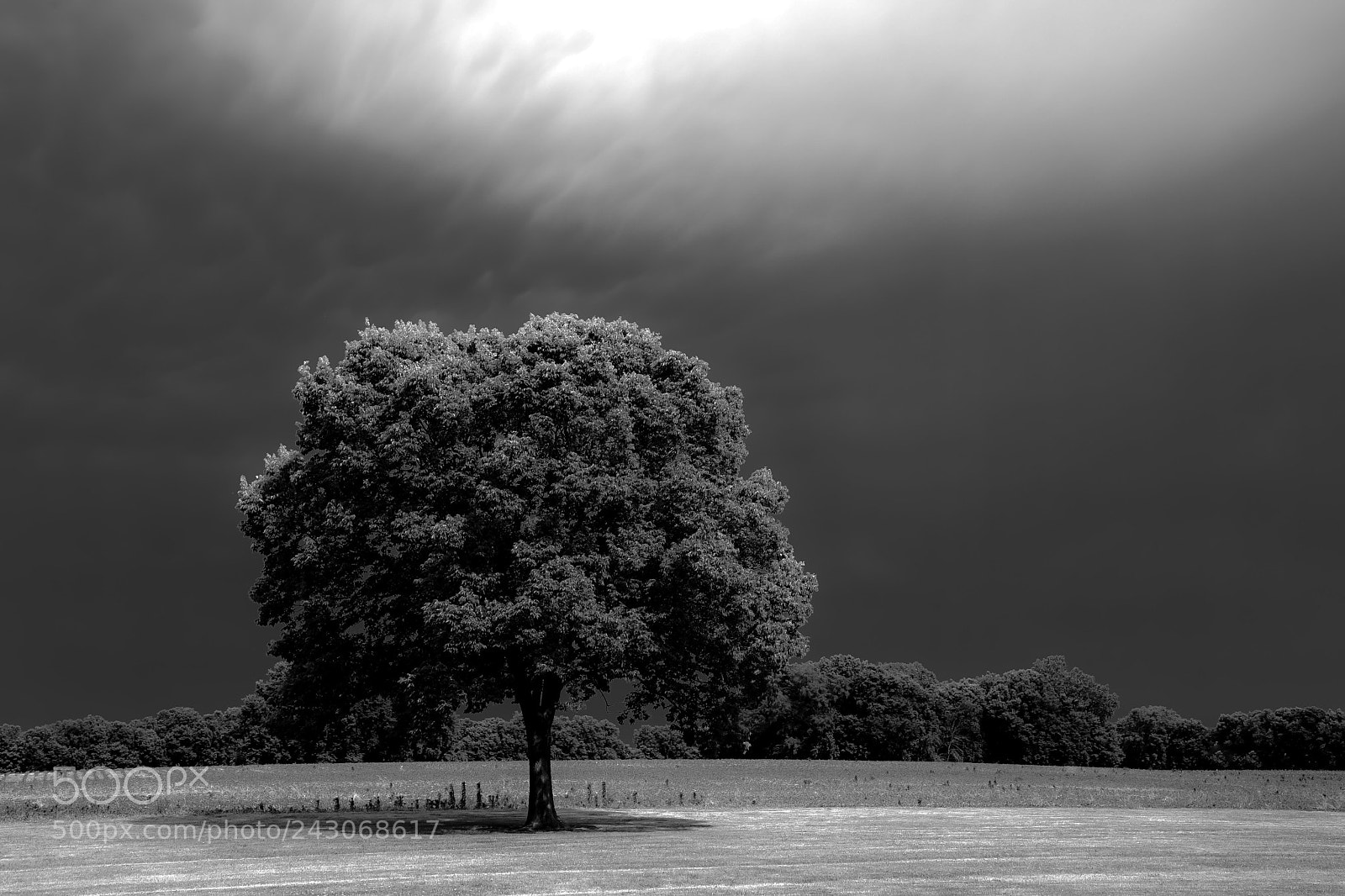 Sony a7 II sample photo. Channahon tree photography