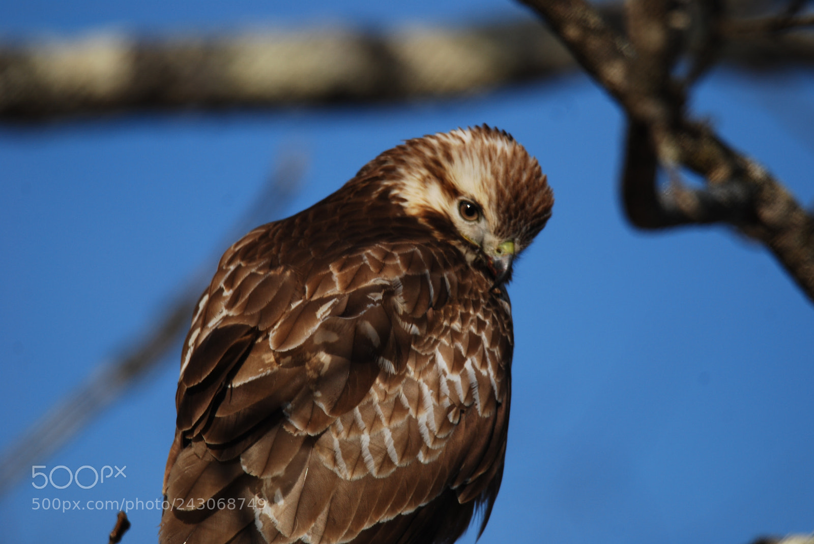 Nikon D40X sample photo. Buzzard photography