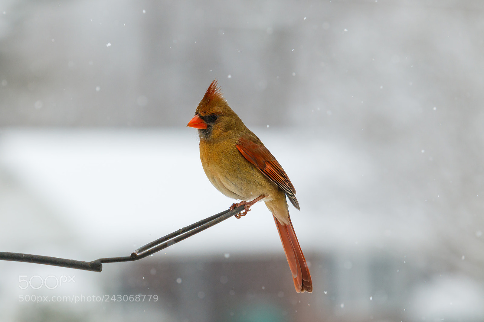 Canon EOS 7D Mark II sample photo. Northern cardinal photography