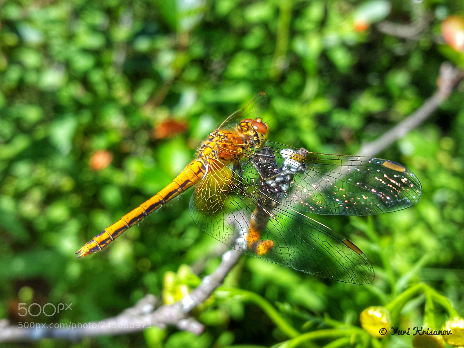 Samsung Galaxy Alpha sample photo. Glitter of wings in photography