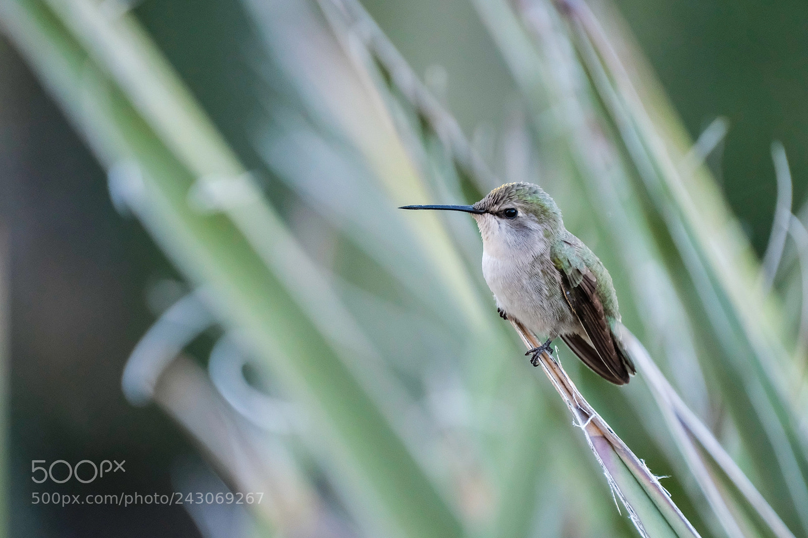 Fujifilm X-T2 sample photo. Hummingbird photography