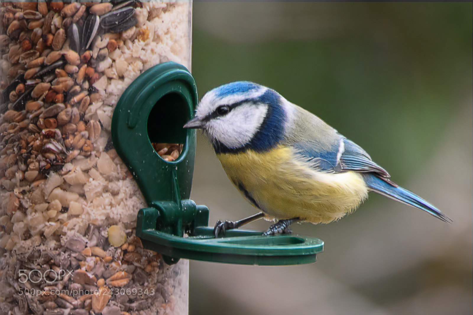 Nikon D500 sample photo. Eurasian blue tit photography