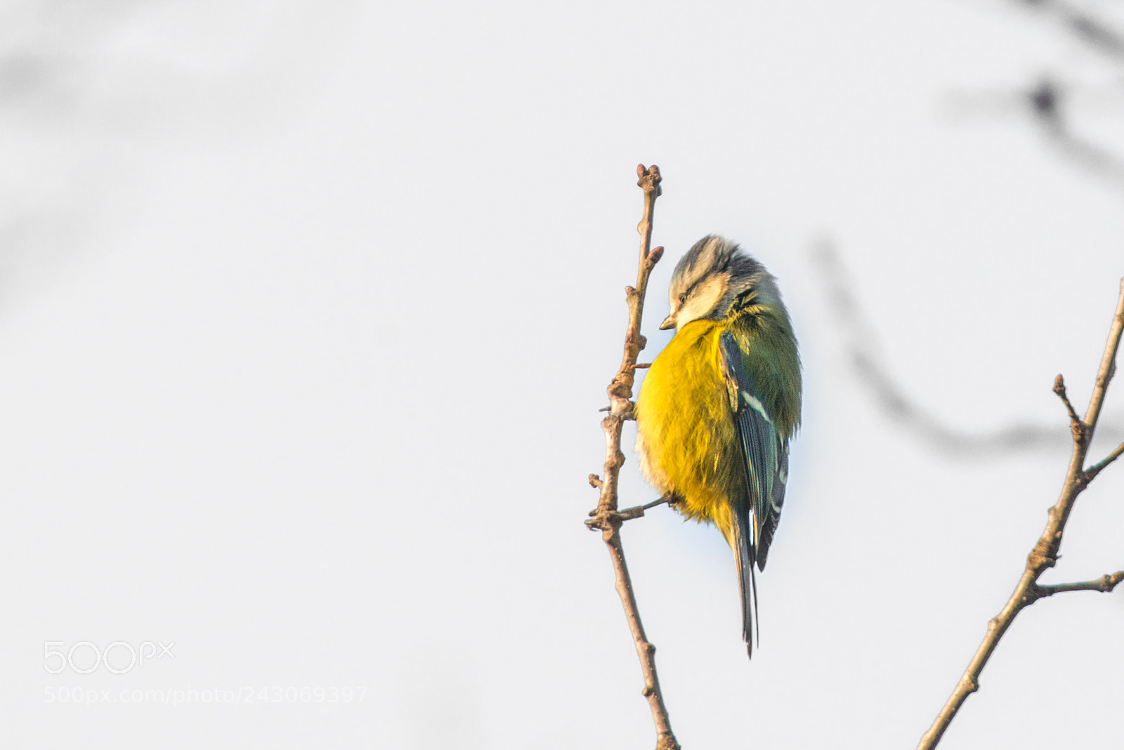 Nikon D800 sample photo. Blue tit searching for photography