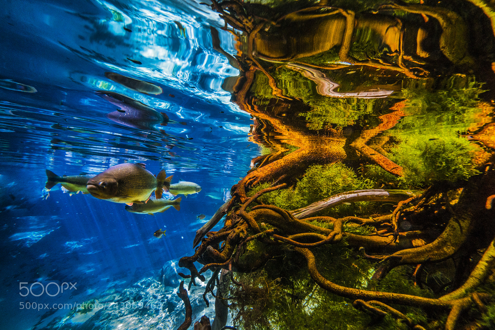 Sony a7R II sample photo. Enchanted aquarium photography