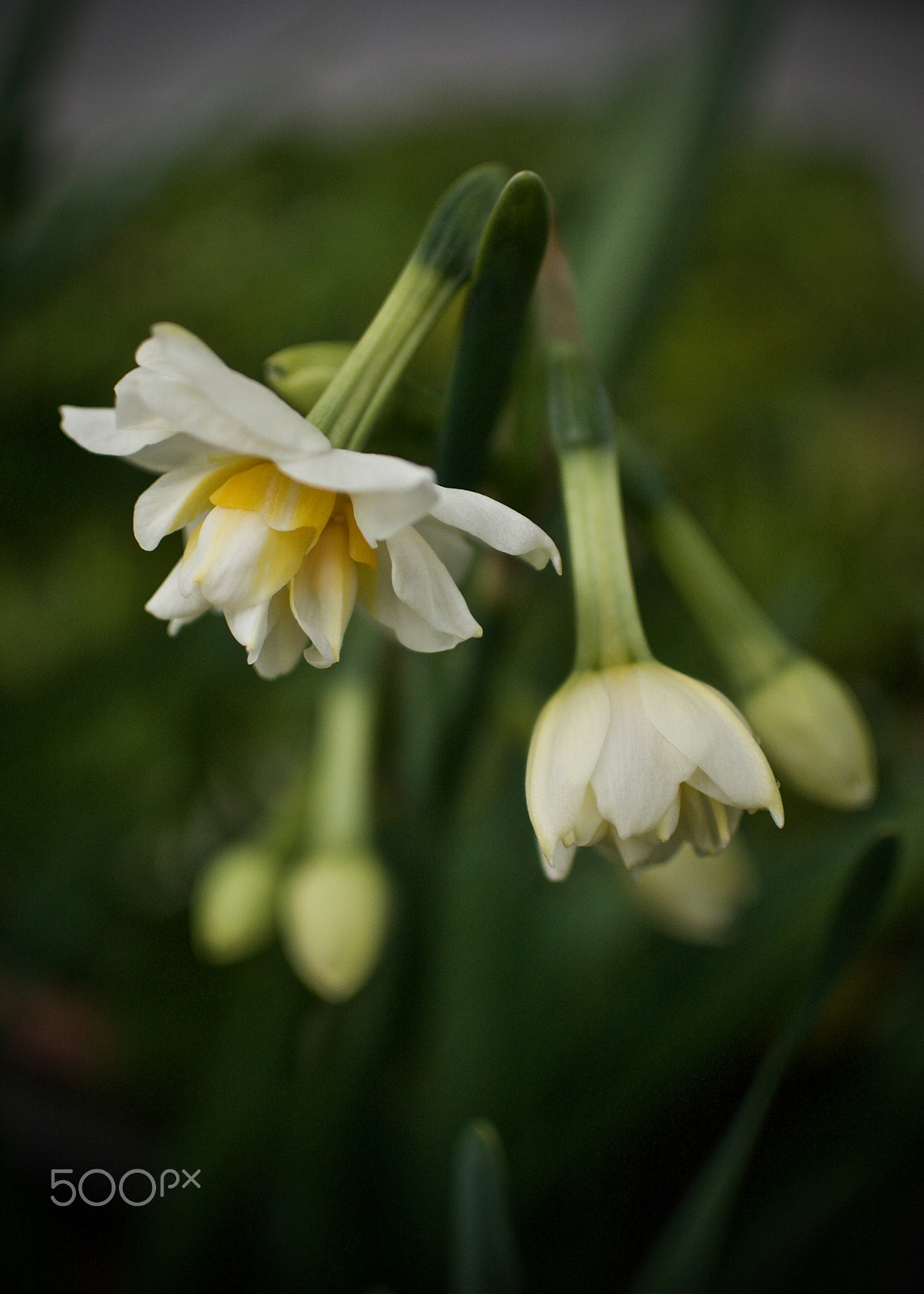 Nikon 1 J2 sample photo. Narcissus photography