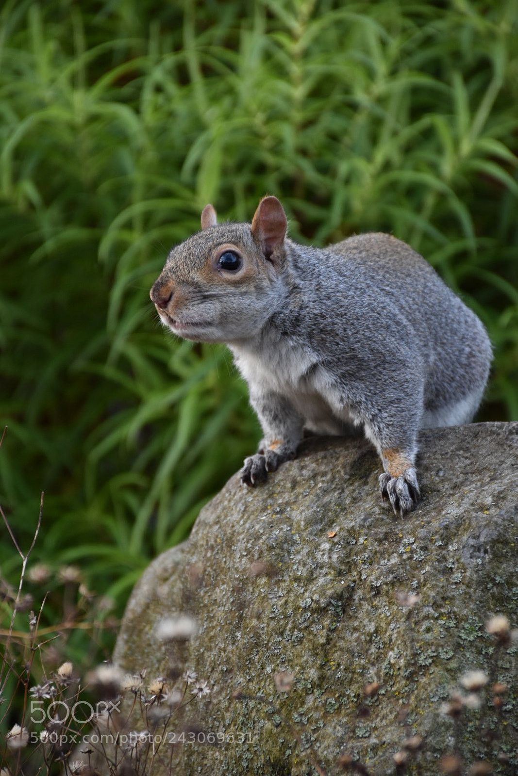 Nikon D5500 sample photo. Squirrel photography