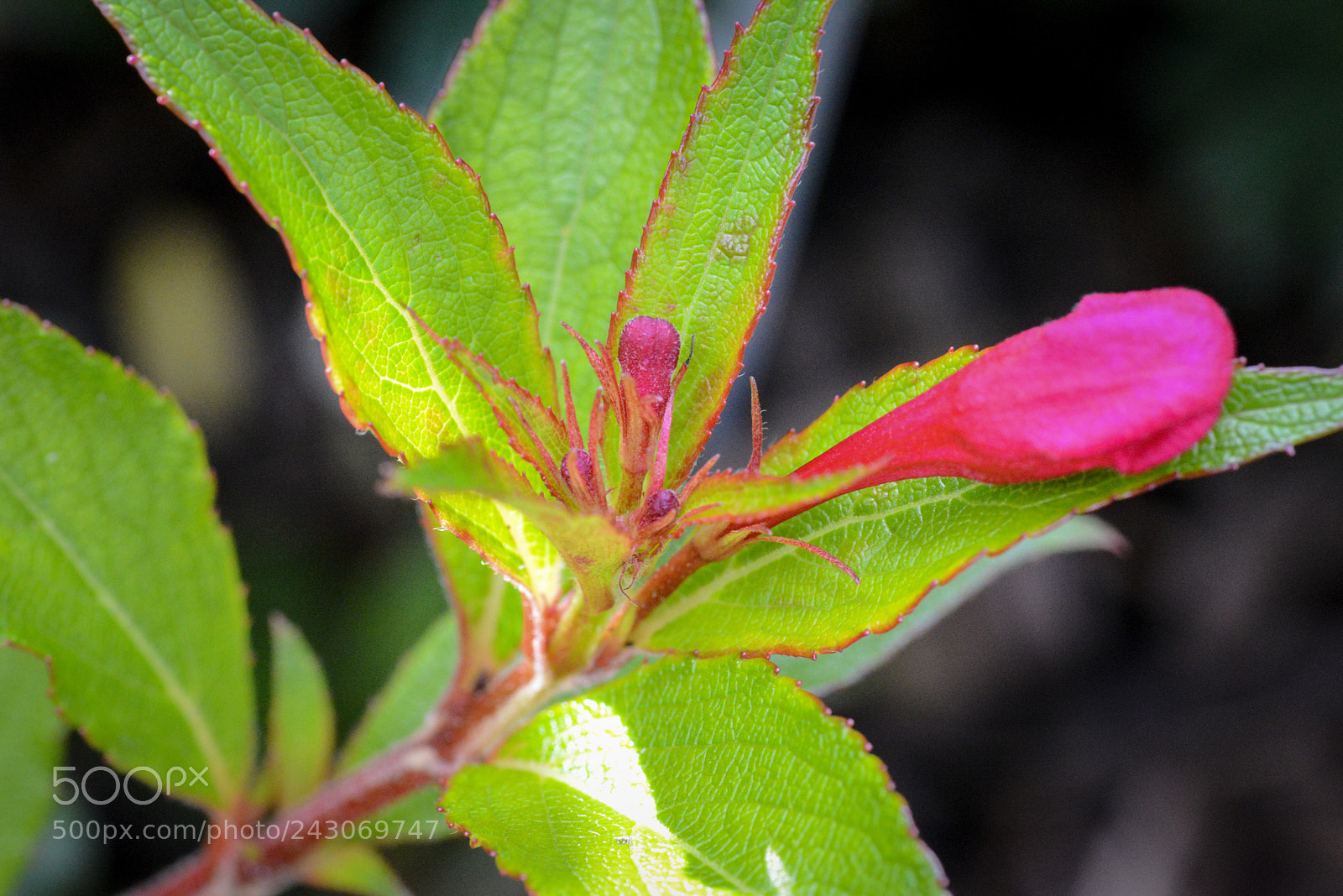Nikon D600 sample photo. Botanical gardens macro photography