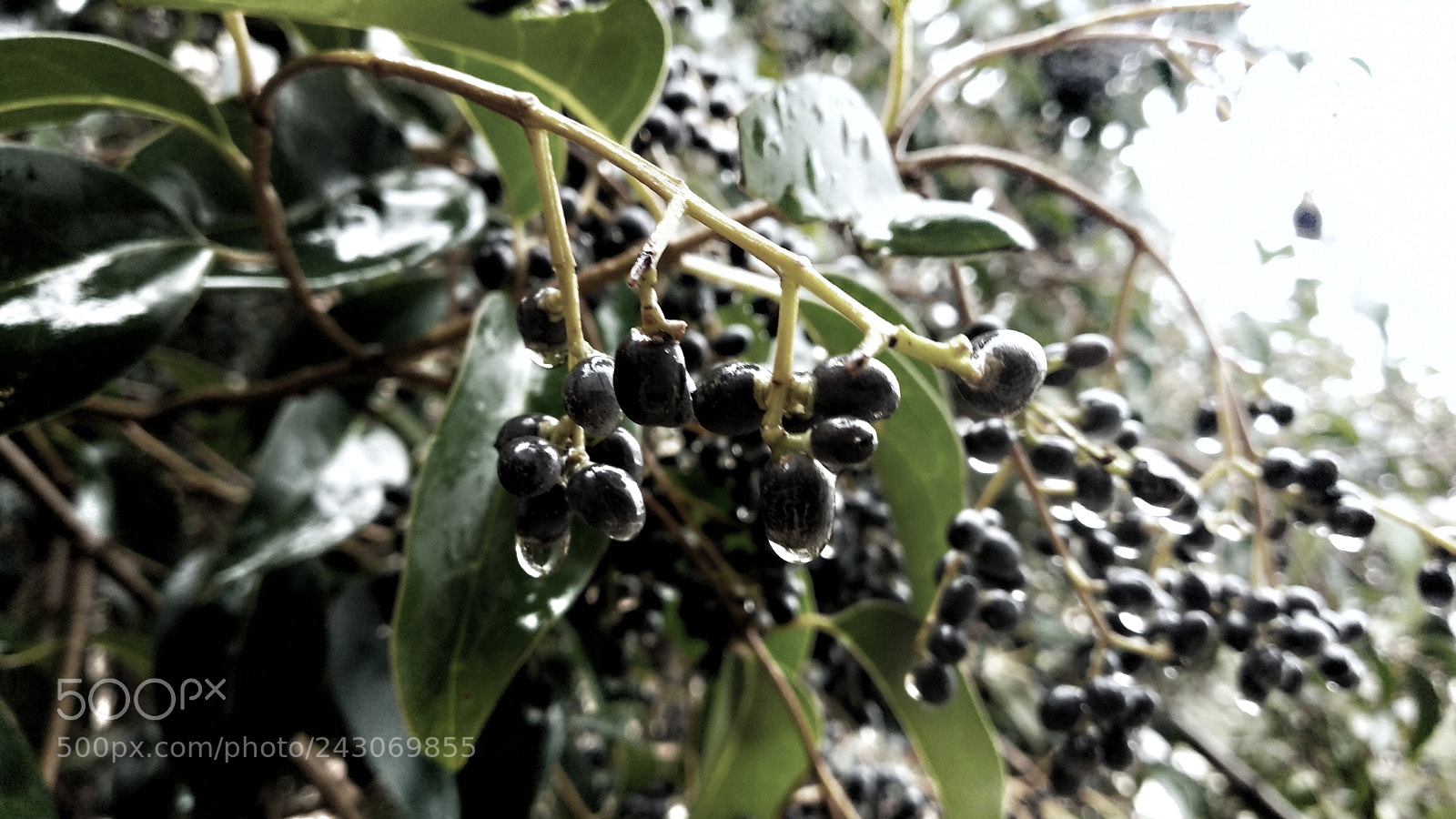 Xiaomi Mi A1 sample photo. Untitled photography