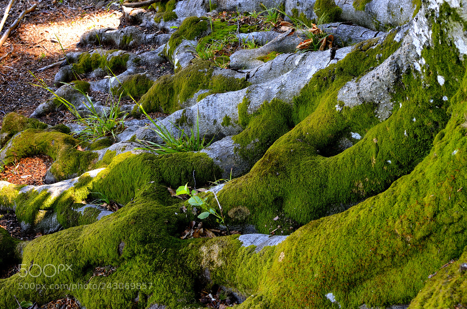 Nikon D5100 + Nikon AF-S DX Nikkor 35mm F1.8G sample photo. Roots photography