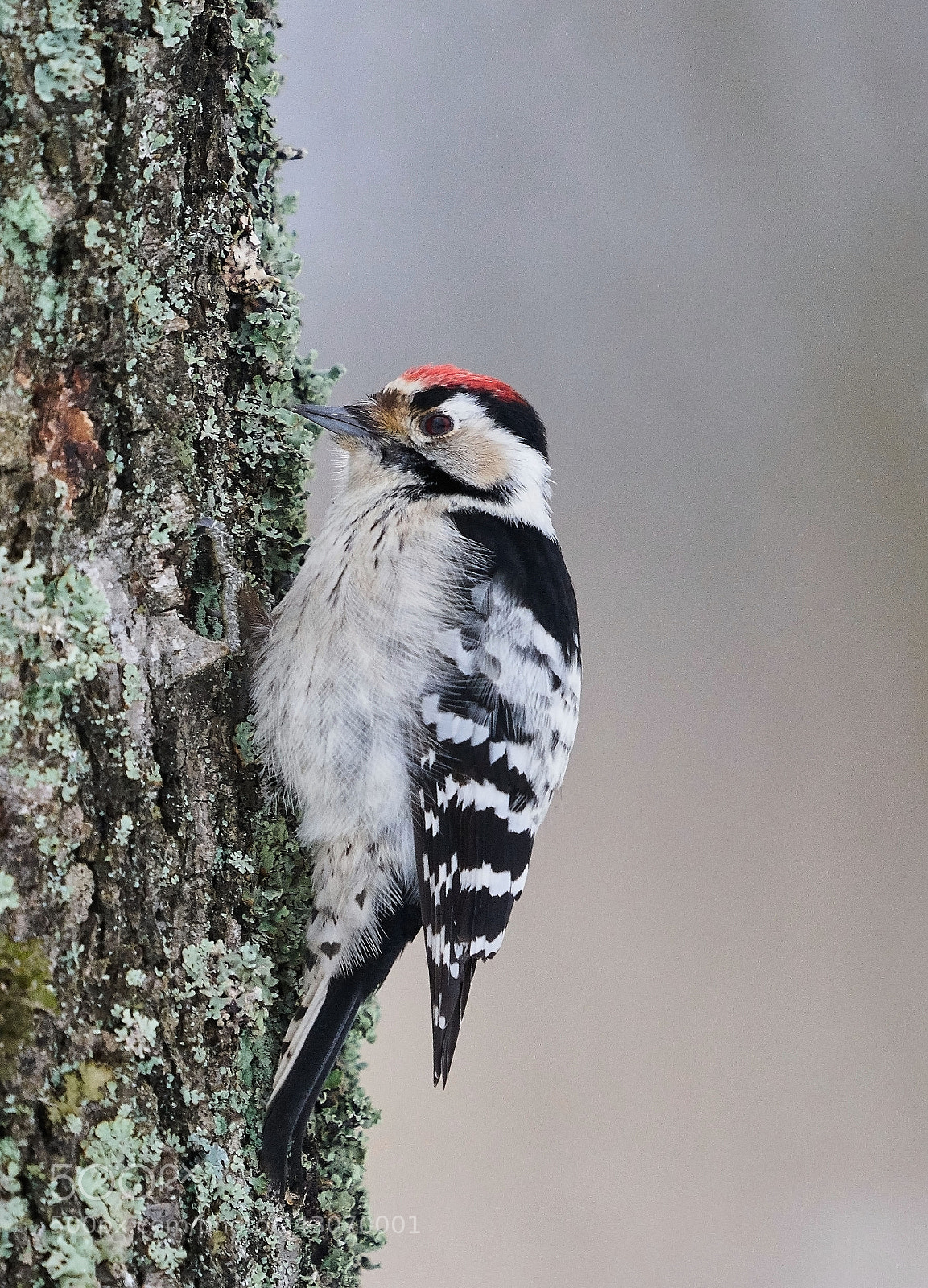 Sony a7R II sample photo. Lesser spotted woodpecker photography