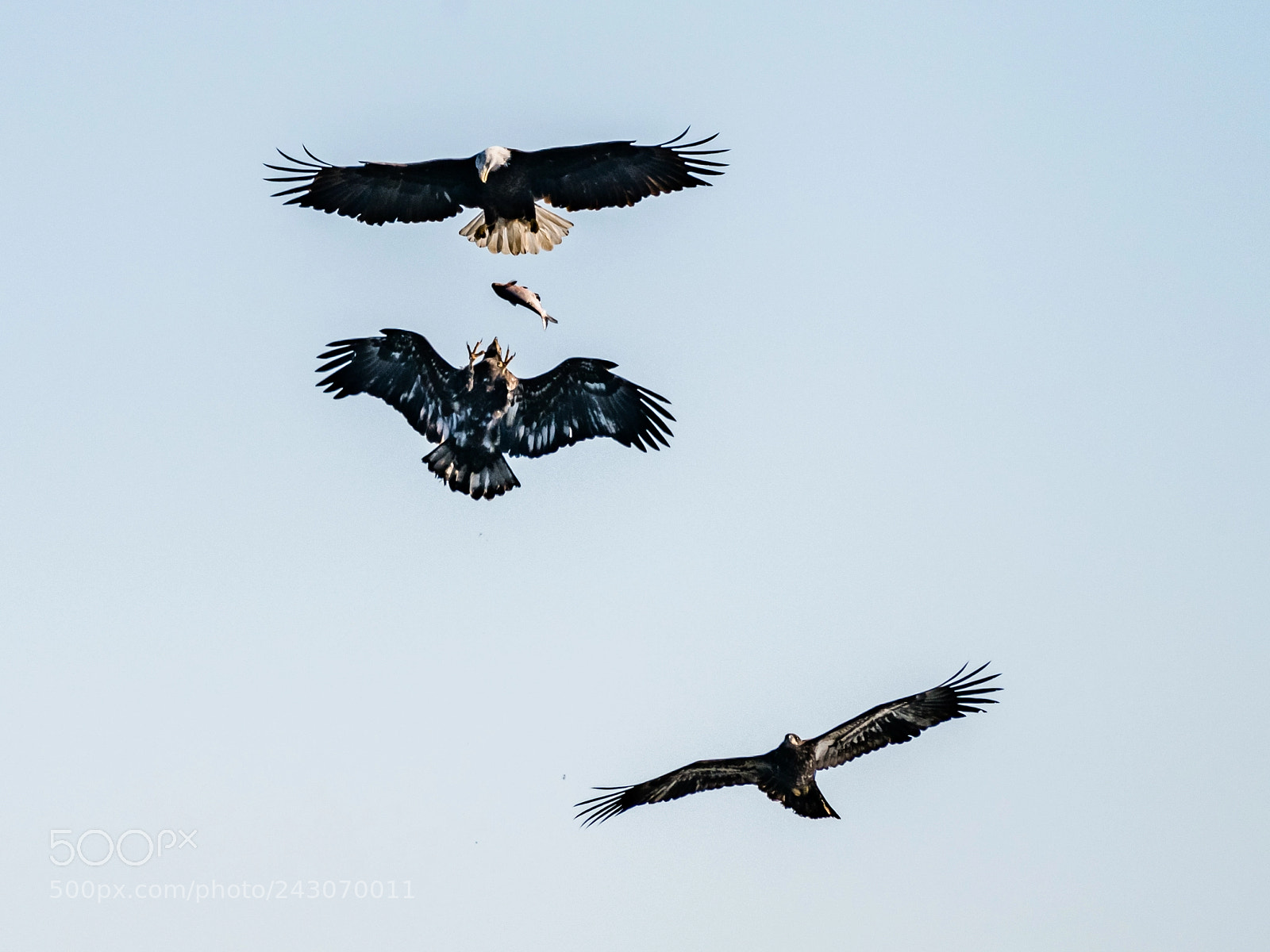 Nikon D850 sample photo. Action in air photography