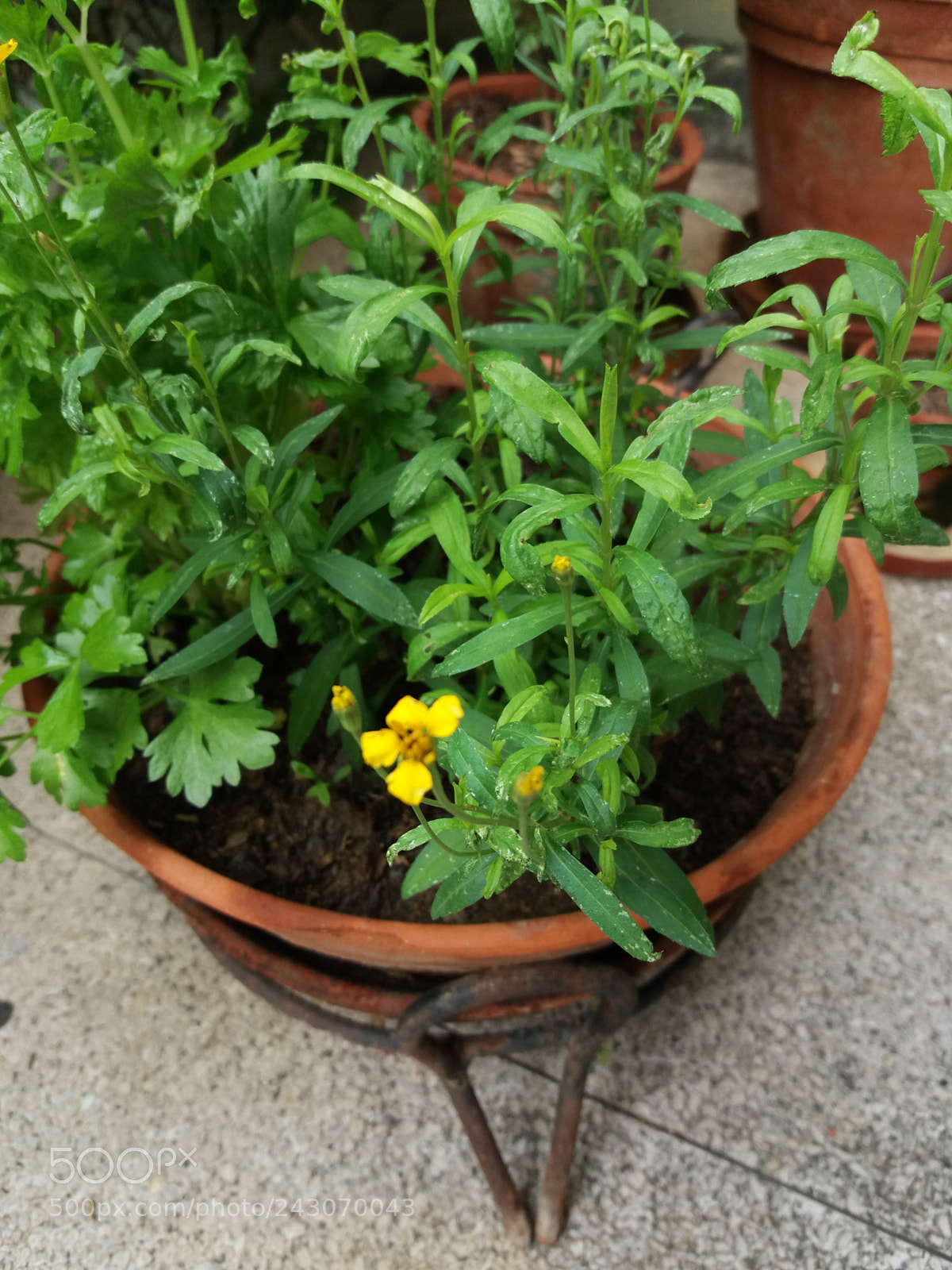 Samsung Galaxy J5(2016) sample photo. Estragón flower photography
