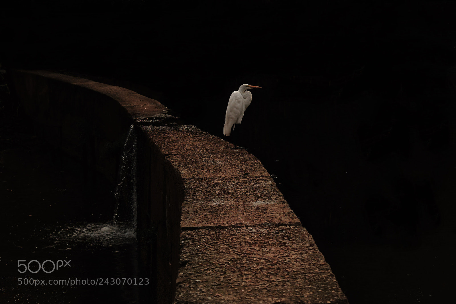 Canon EOS 1100D (EOS Rebel T3 / EOS Kiss X50) sample photo. The heron and the photography