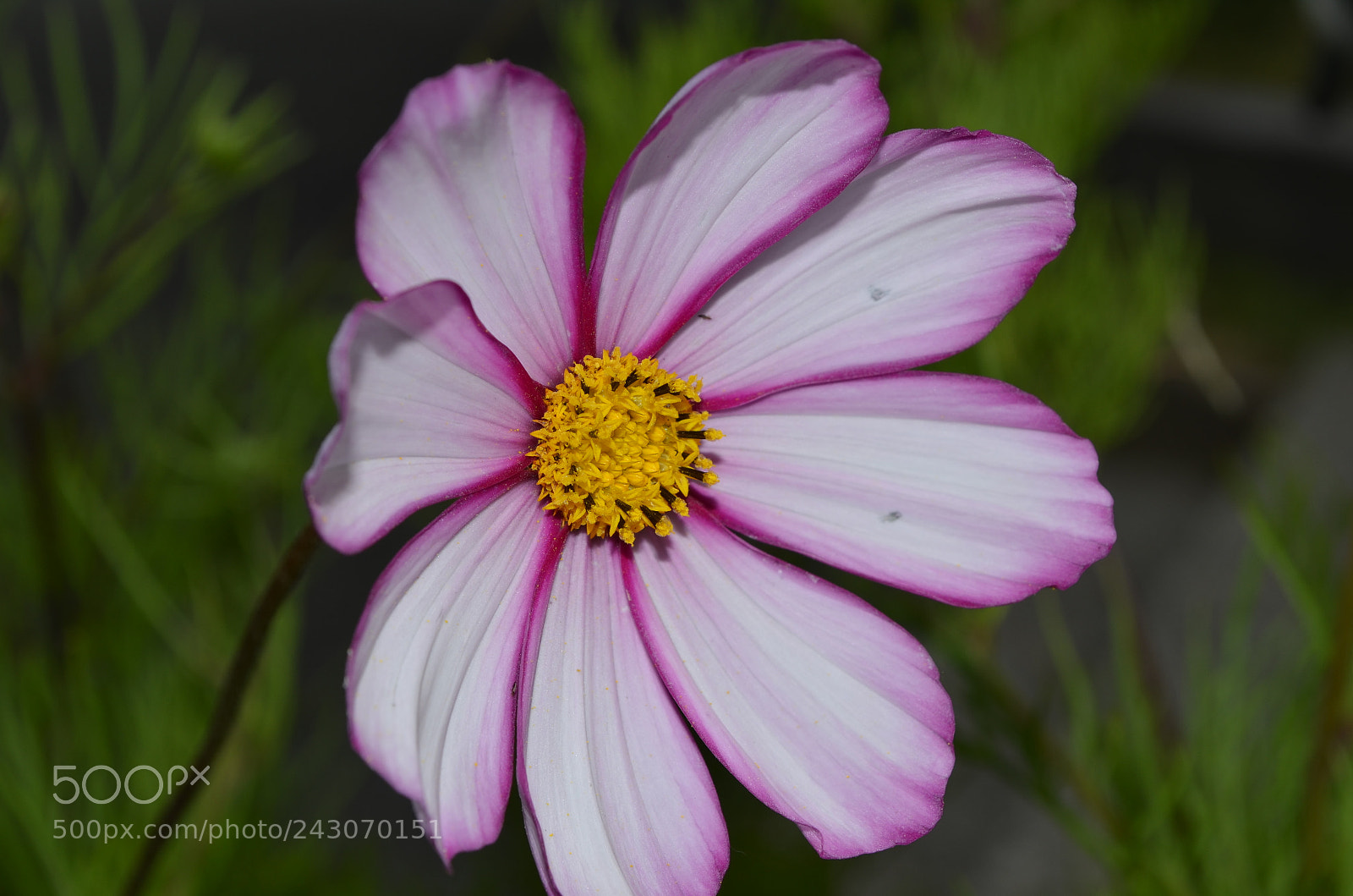 Nikon D5100 sample photo. Pink daisy photography