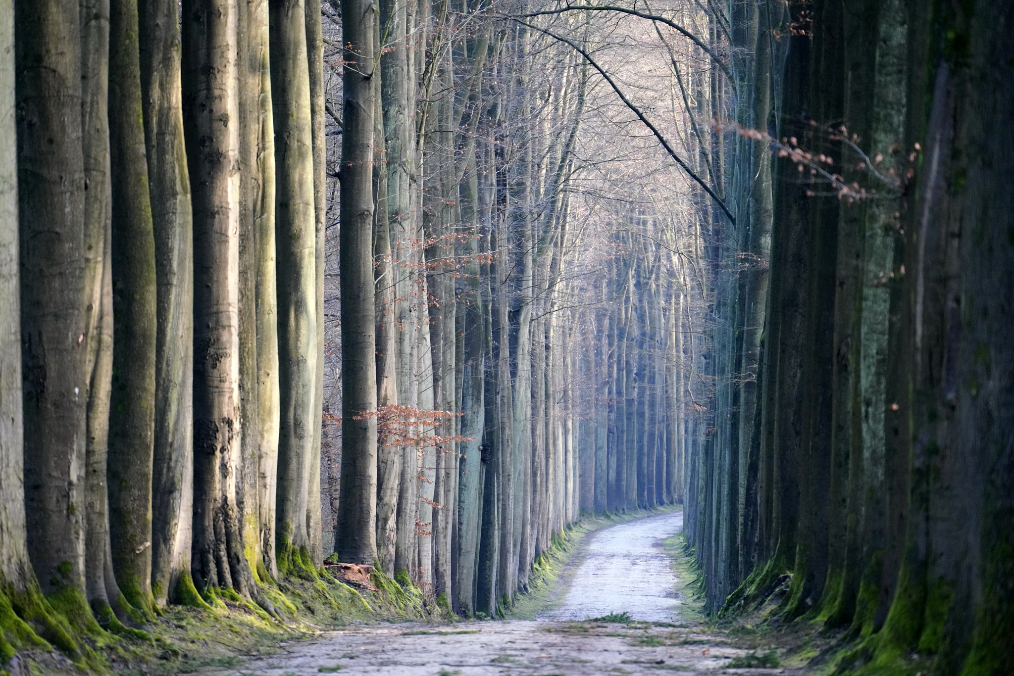Sony FE 70-300mm F4.5-5.6 G OSS sample photo. A cathedral of trees photography