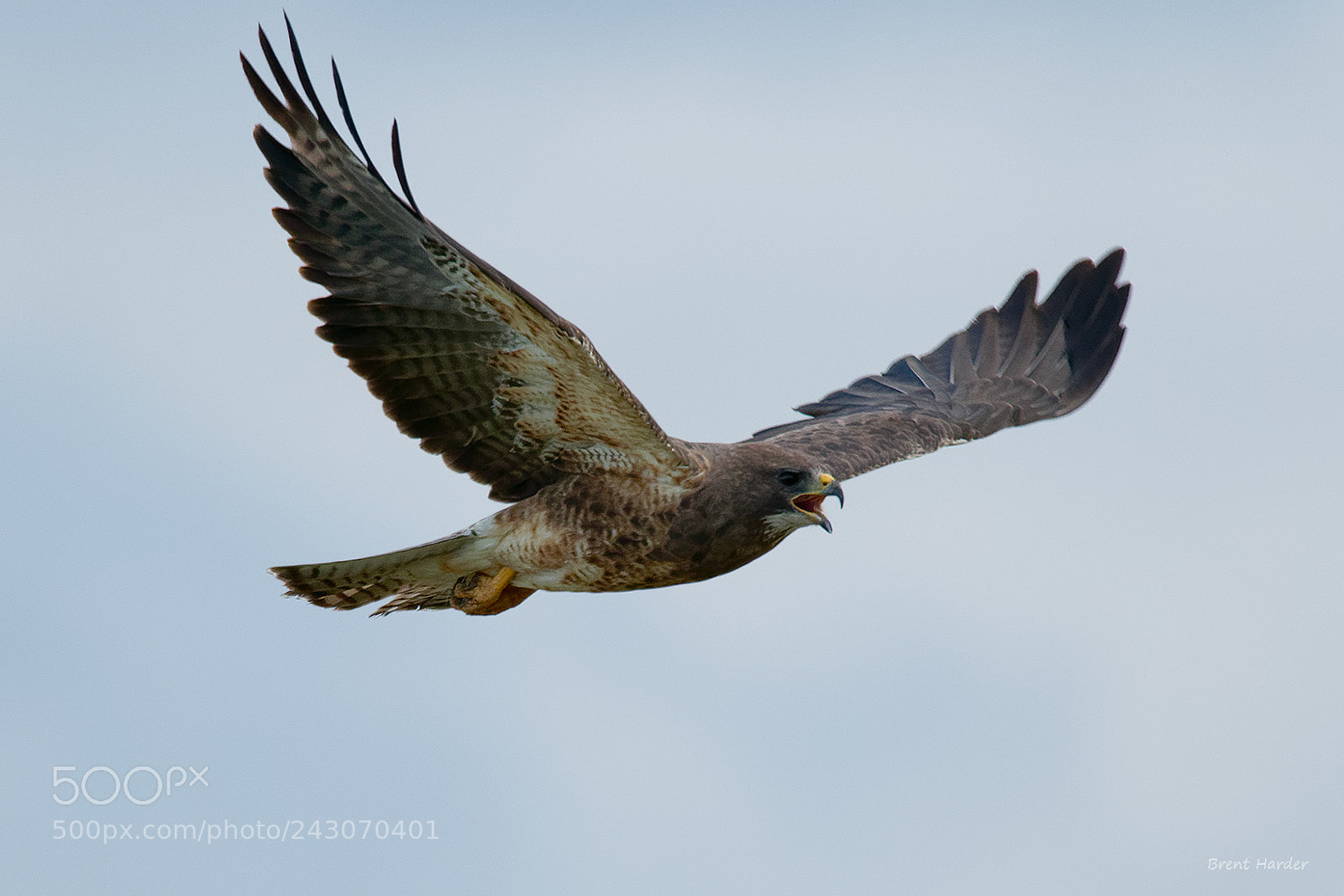Canon EOS 7D Mark II sample photo. Swainson's hawk photography