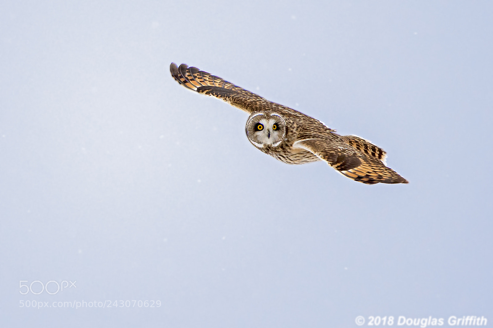 Nikon D500 sample photo. Short-eared owl (asio flammeus) photography