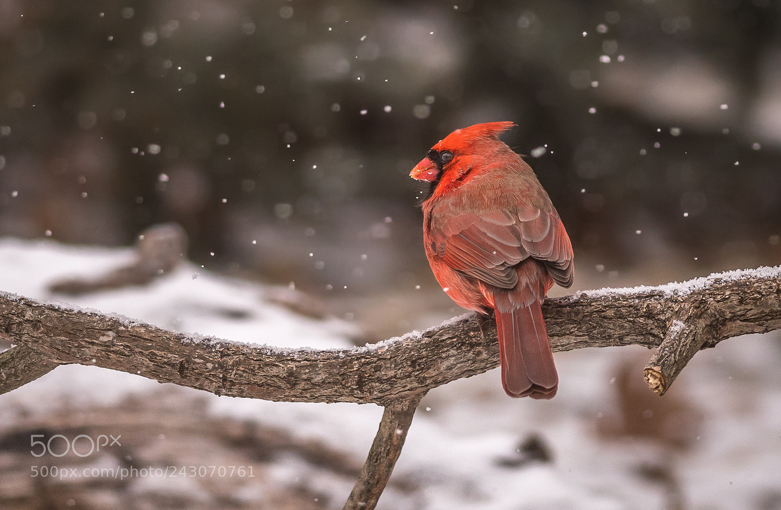 Nikon D500 sample photo. Cardinal in falling snow photography
