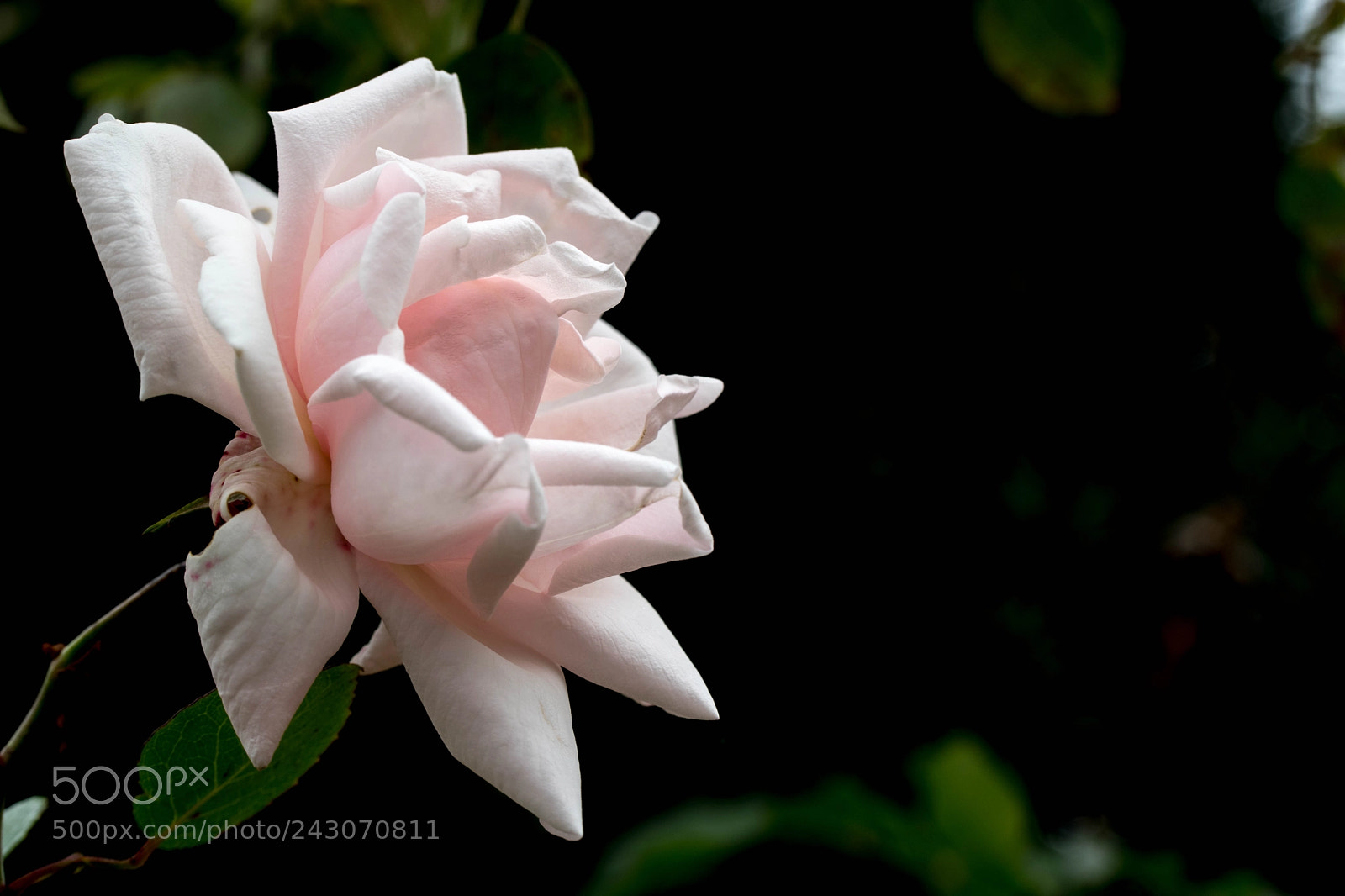 Nikon D5500 sample photo. Can't you see? photography