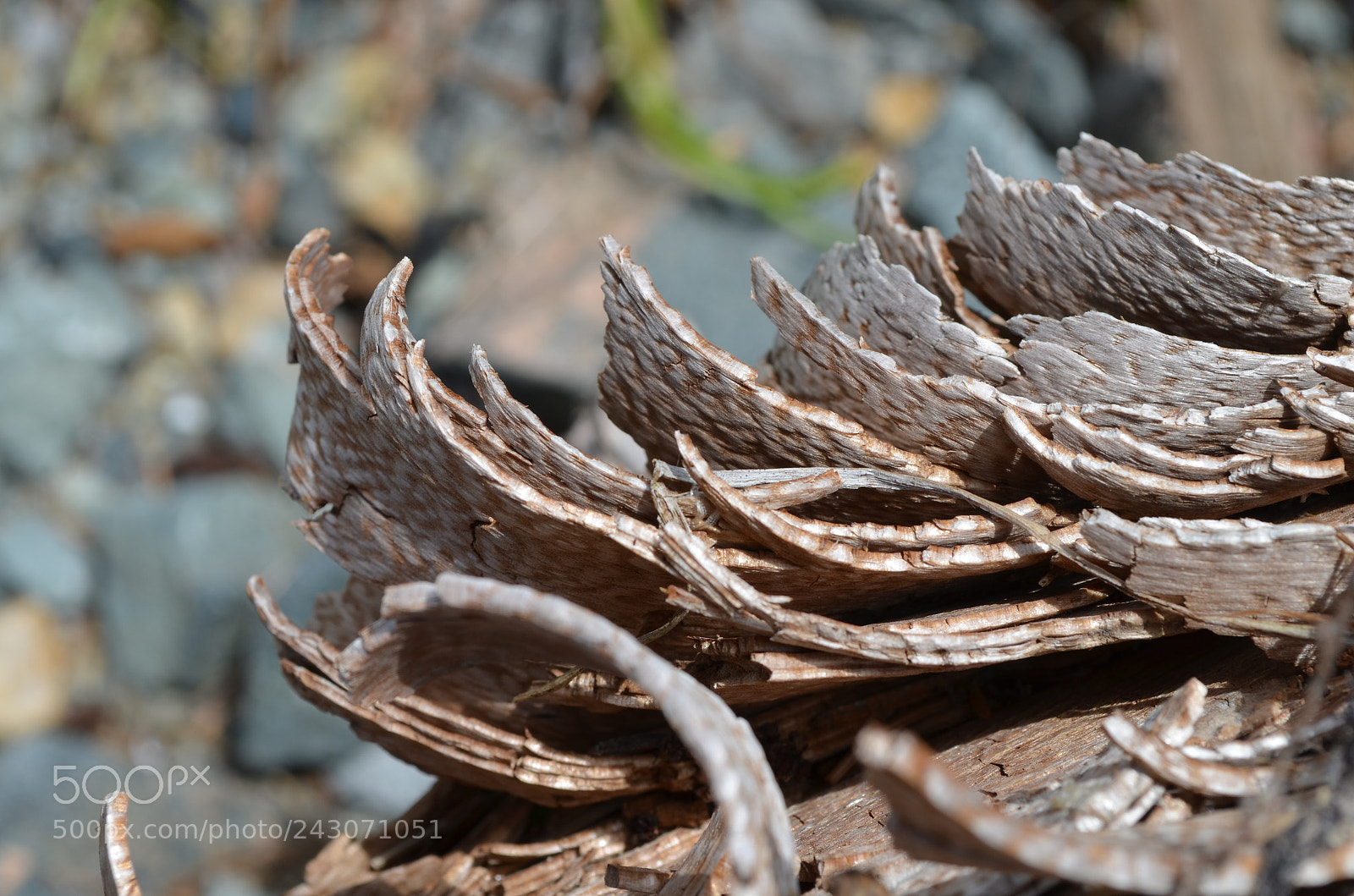 Nikon D5100 sample photo. Bark photography
