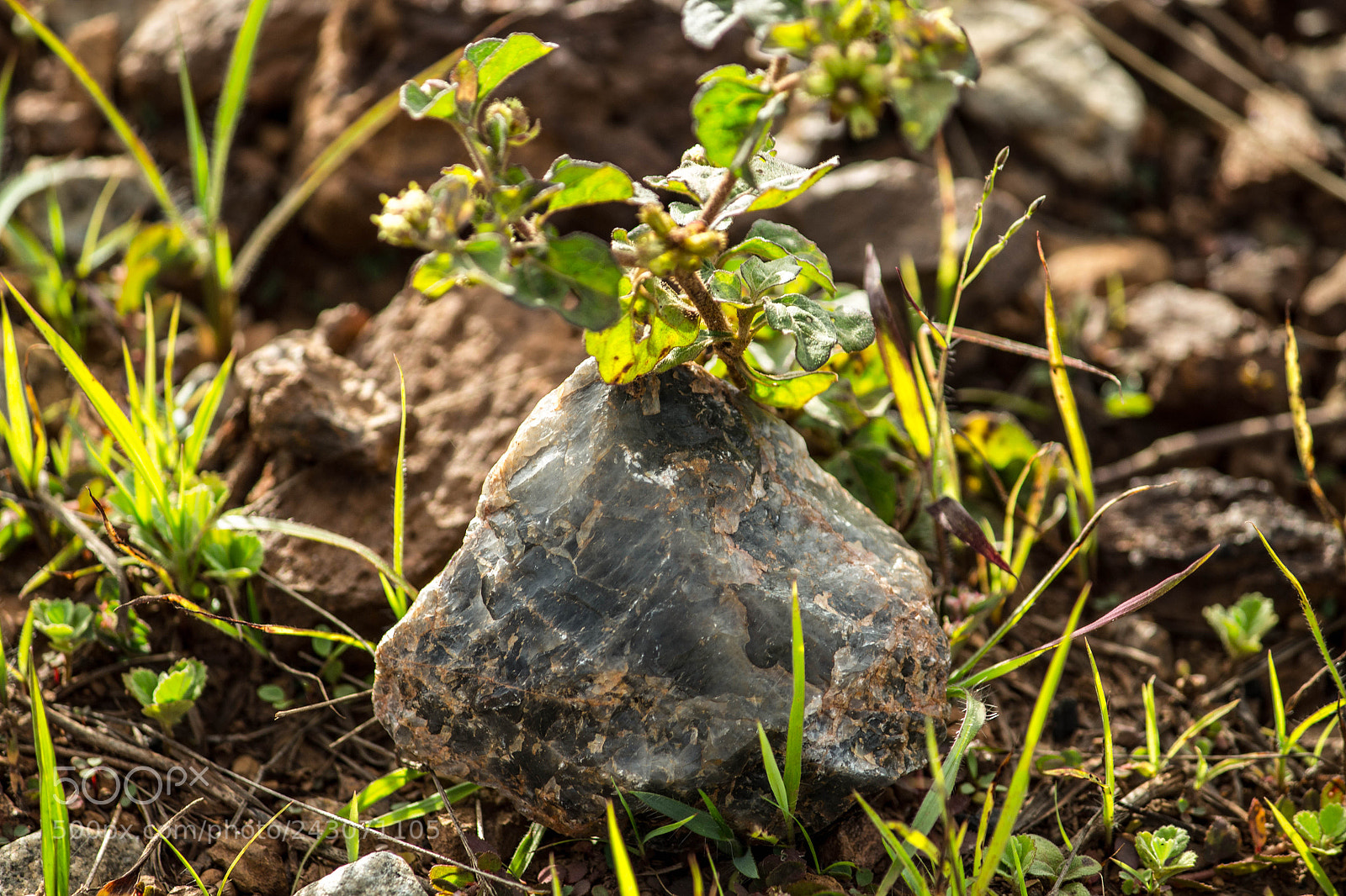 Canon EOS 700D (EOS Rebel T5i / EOS Kiss X7i) sample photo. Stone at little tree photography
