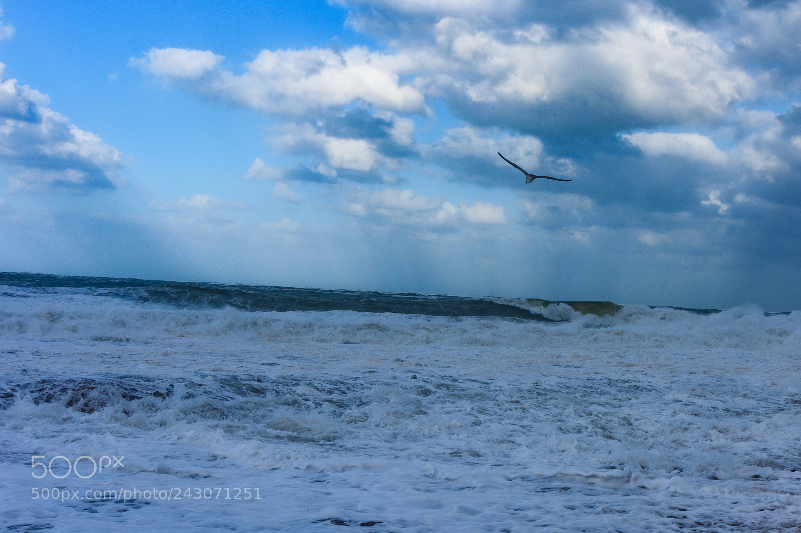 Nikon D7200 sample photo. Seagull flying in a photography
