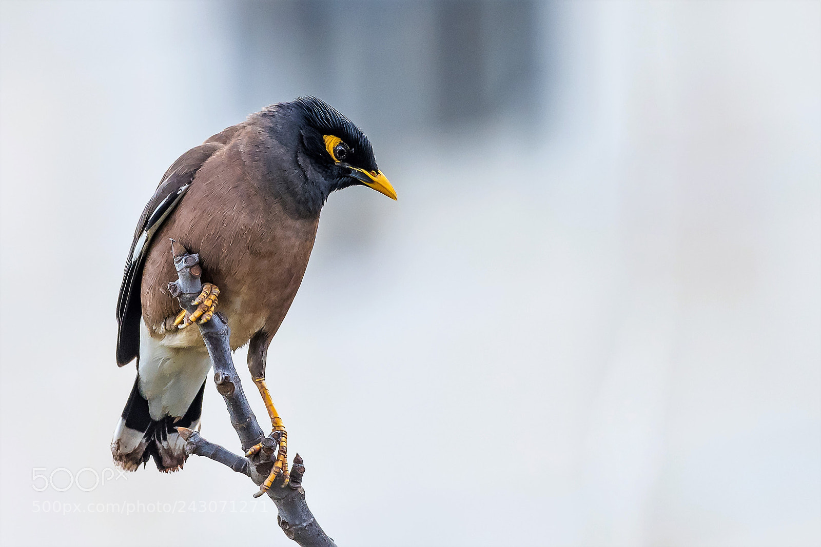 Nikon D500 sample photo. Myna photography