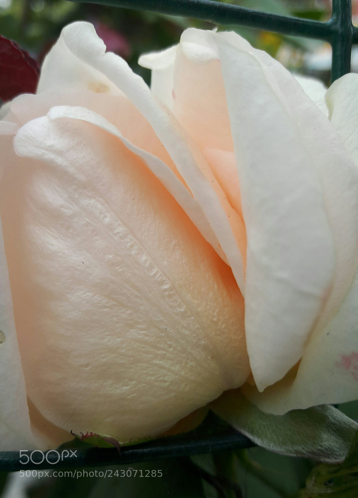 Samsung Galaxy A8 sample photo. Rosa.. photography