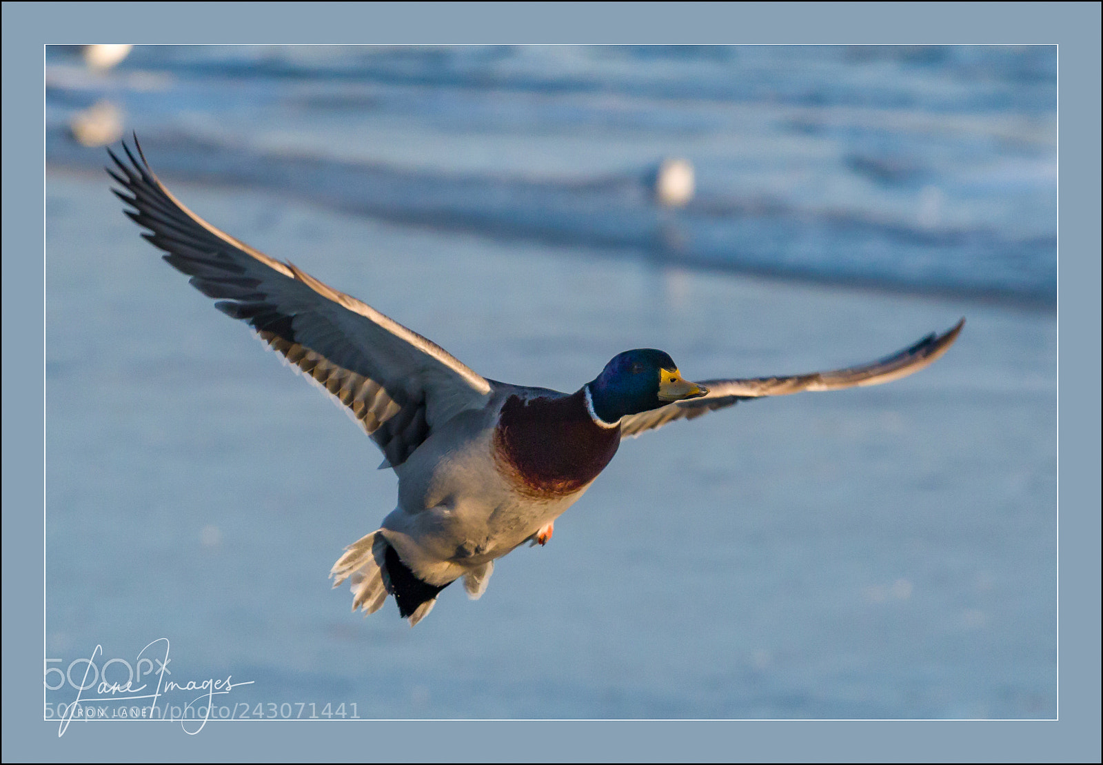 Canon EOS 7D Mark II sample photo. Spread your wings. photography