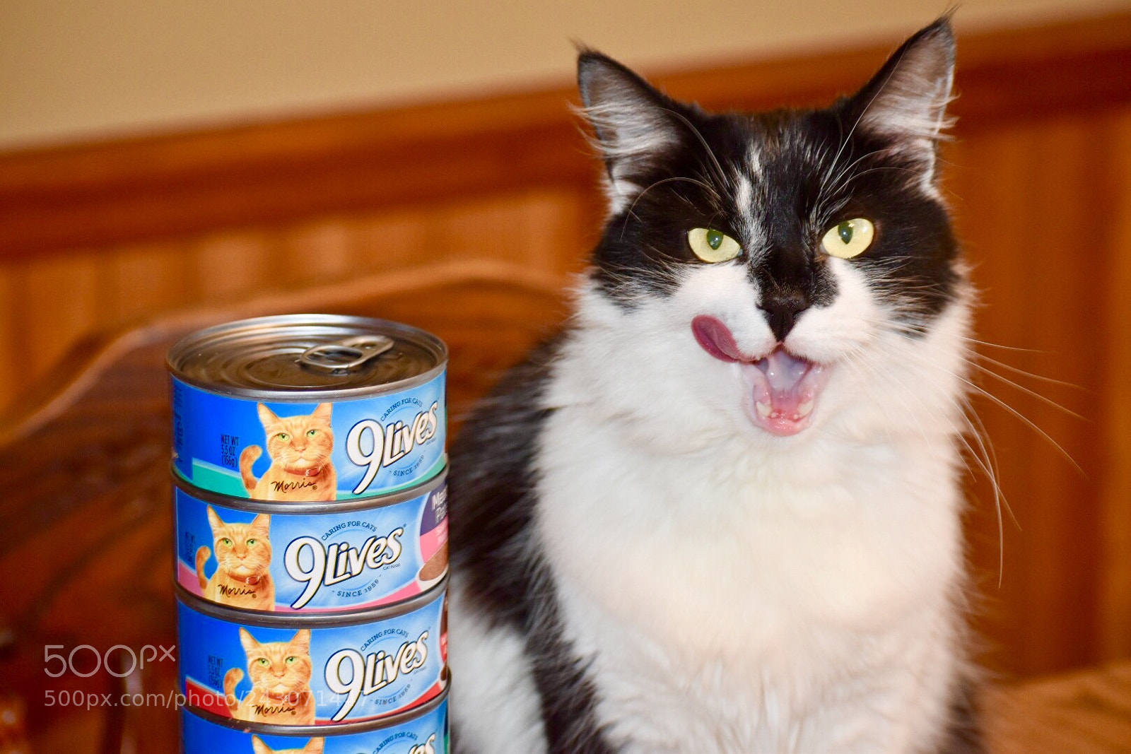 Nikon D5500 sample photo. Hungry kitty photography