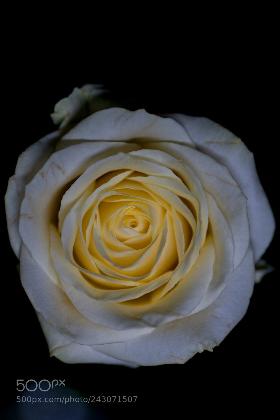 Canon EOS-1Ds Mark III sample photo. Rose i photography