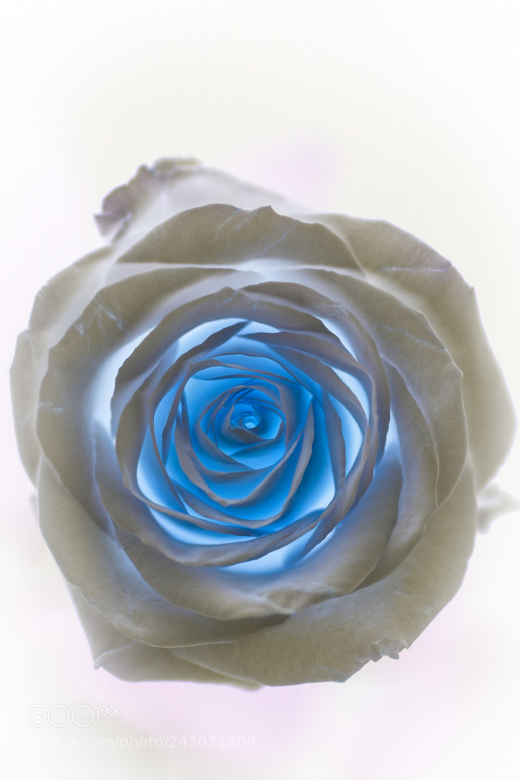 Canon EOS-1Ds Mark III sample photo. Rose ii photography