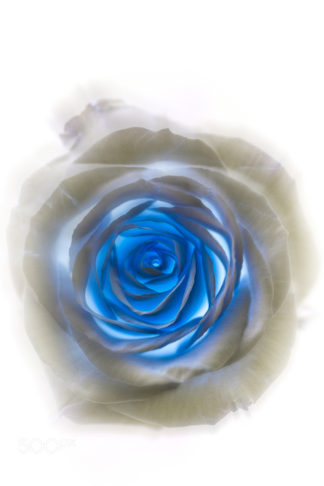 Canon EOS-1Ds Mark III sample photo. Rose iii photography