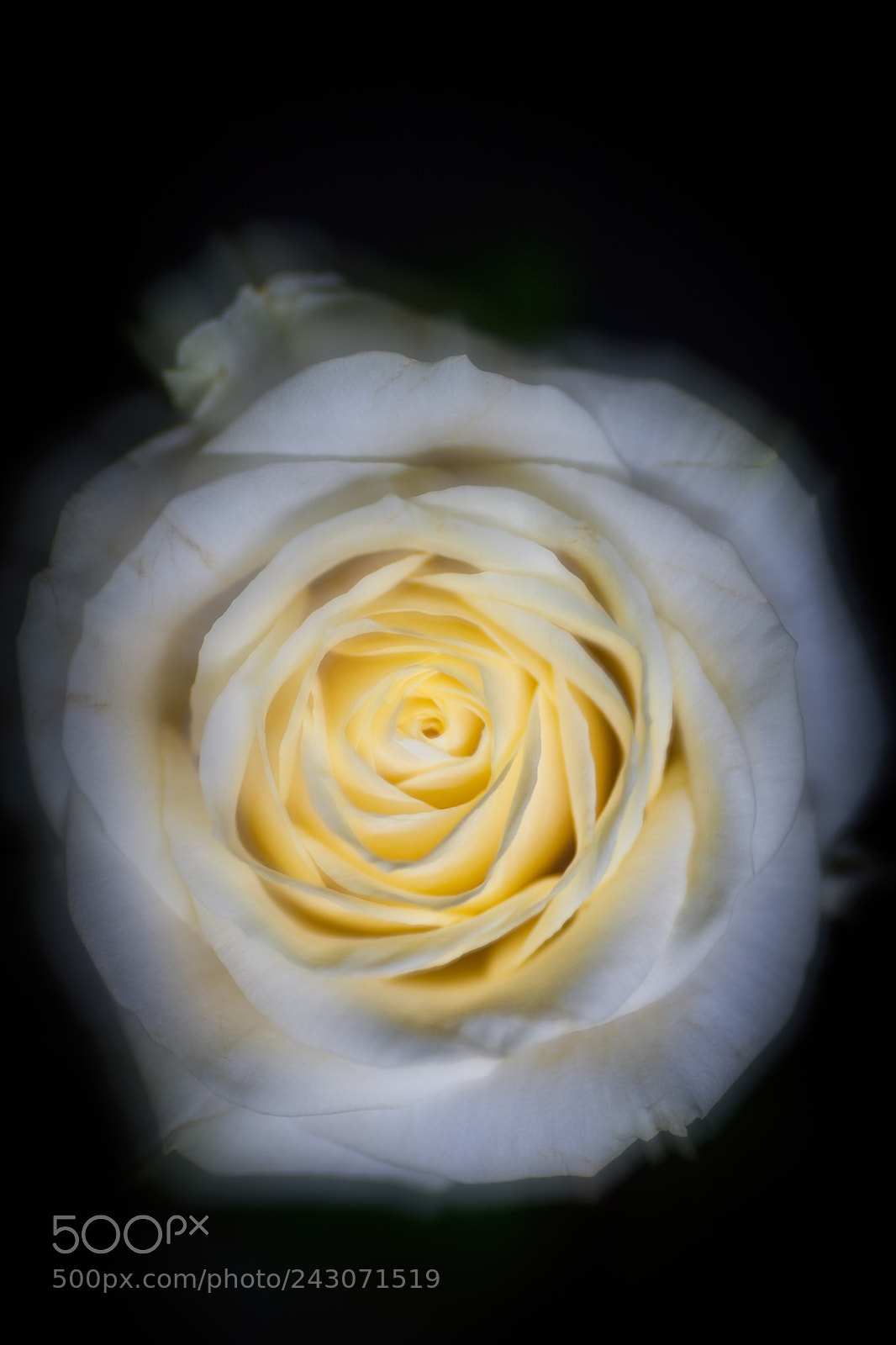 Canon EOS-1Ds Mark III sample photo. Rose iv photography