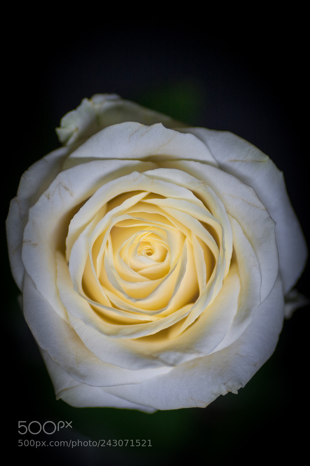 Canon EOS-1Ds Mark III sample photo. Rose v photography